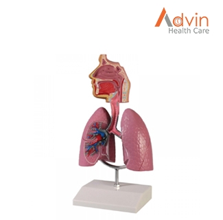 respiratory human system advin