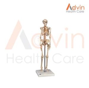 Human-Skeleton-Model