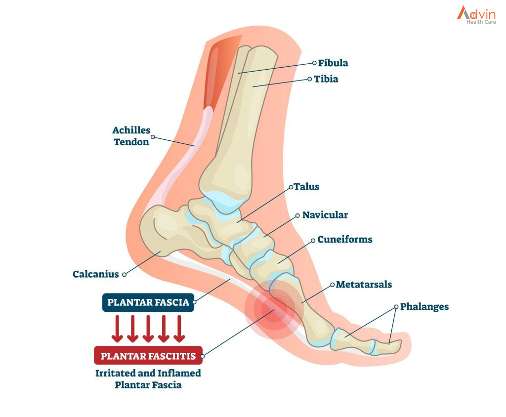 A) A distance between a center of heel and center of second toe is... |  Download Scientific Diagram